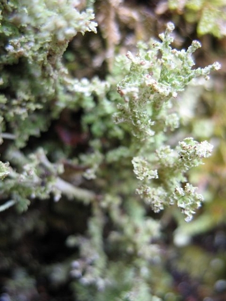 Lichens